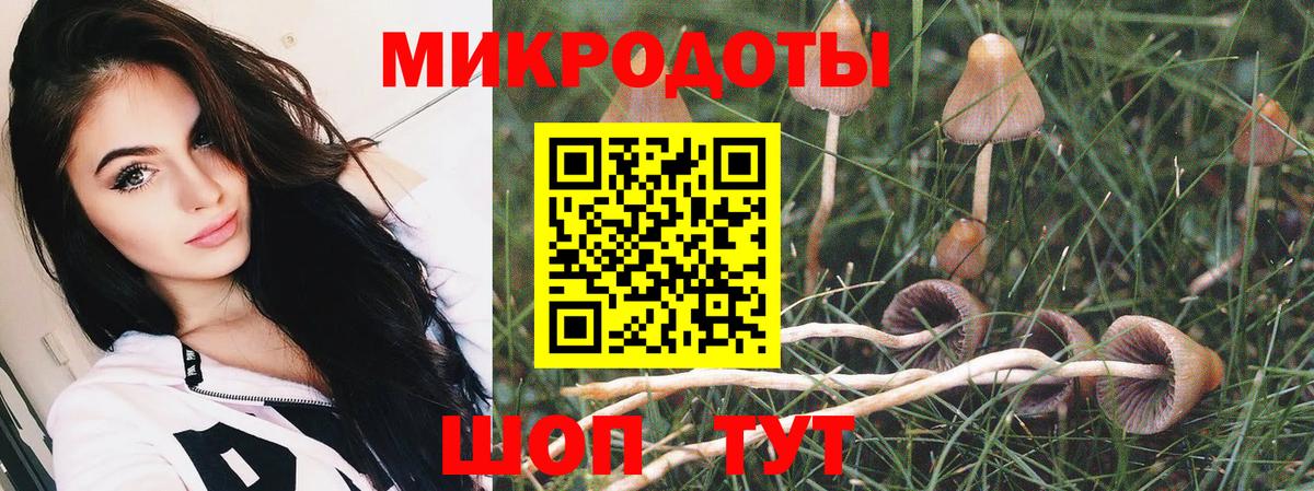 Псилоцибиновые грибы Psilocybine cubensis Ртищево